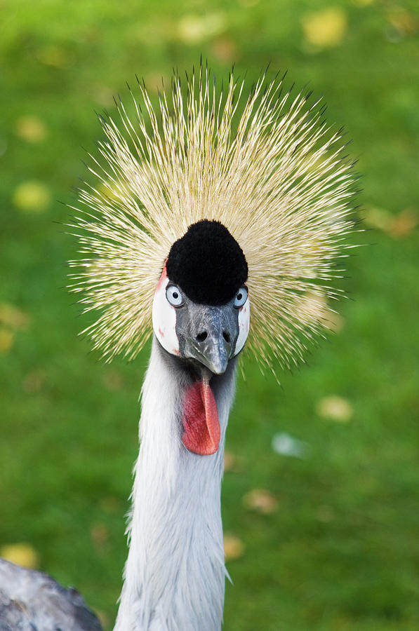 Grey Crowned Crane Photograph by Daniel Sambraus/science Photo Library