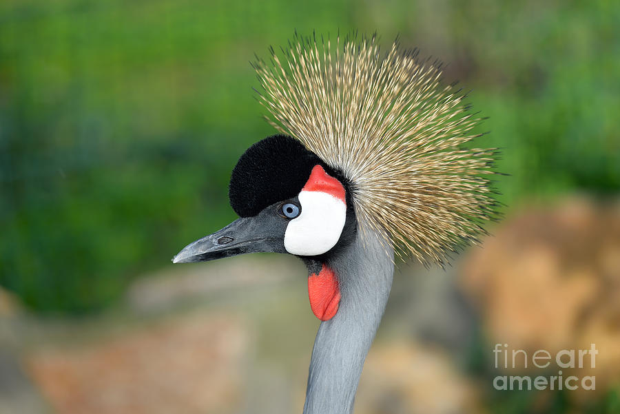 Grey Crowned Crane Photograph by George Atsametakis