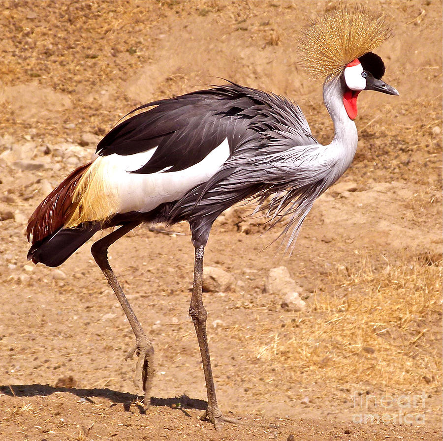 Grey Crowned Crane Painting by K L Kingston
