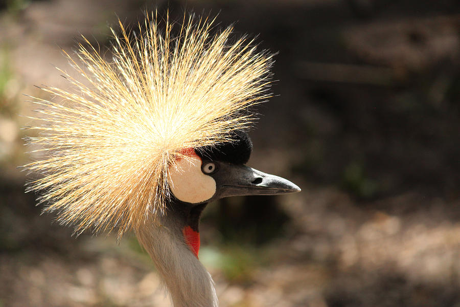 Grey Crowned Crane Photograph by Lynn Sprowl