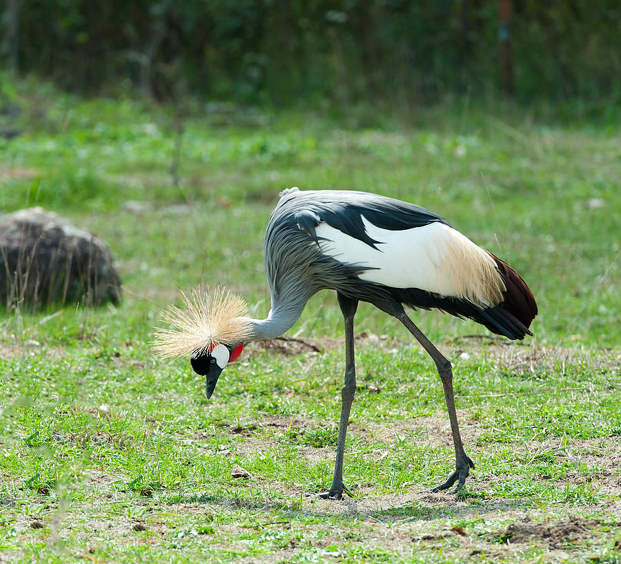 Grey Crowned Crane Photograph by Marek Poplawski