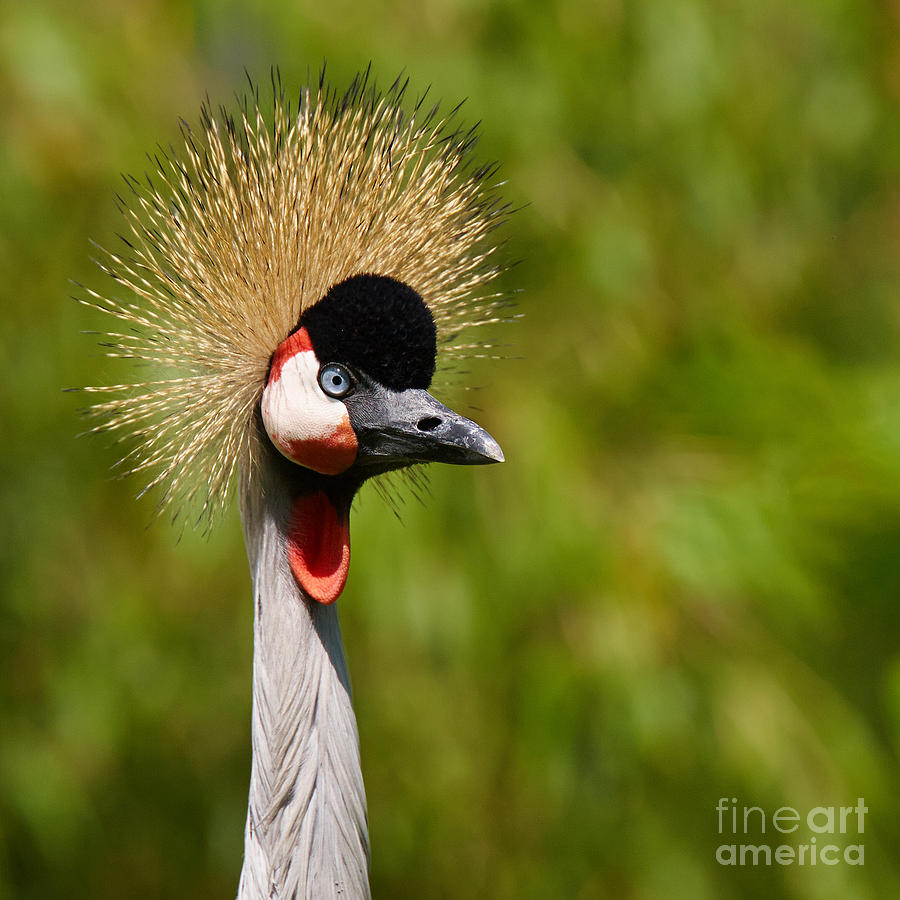 Grey Crowned Crane Photograph by Nick  Biemans