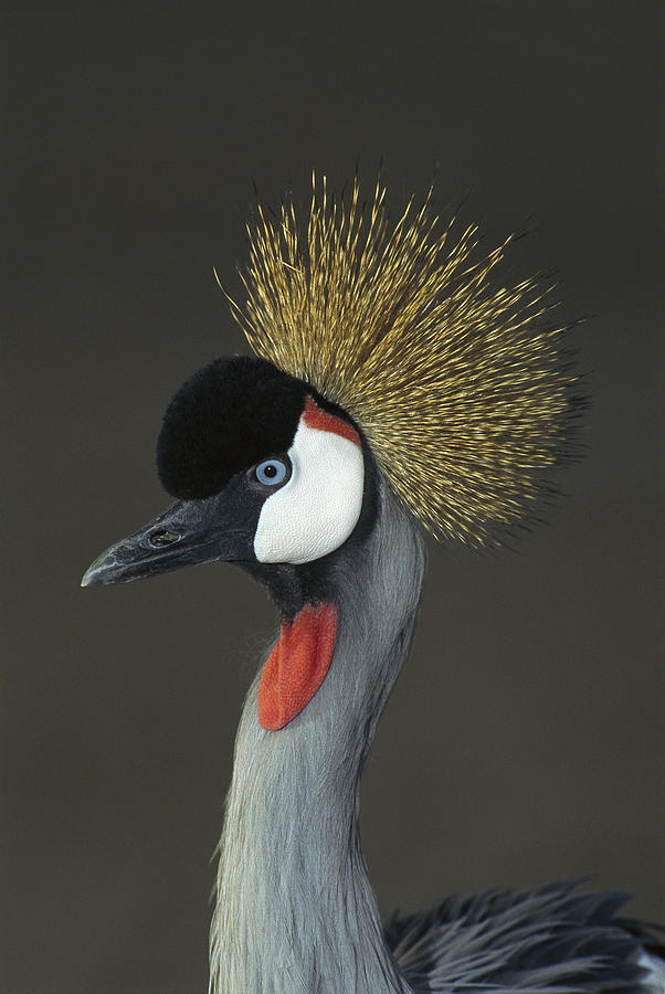 Grey Crowned Crane Portrait Photograph by San Diego Zoo