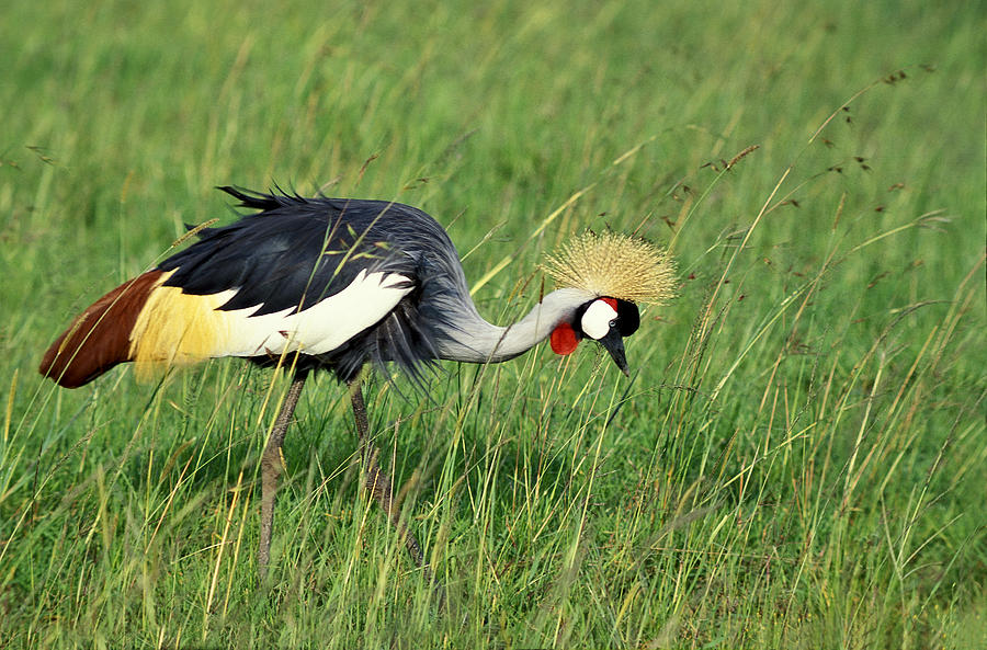 Grey Crowned Crane Photograph by Tina Manley