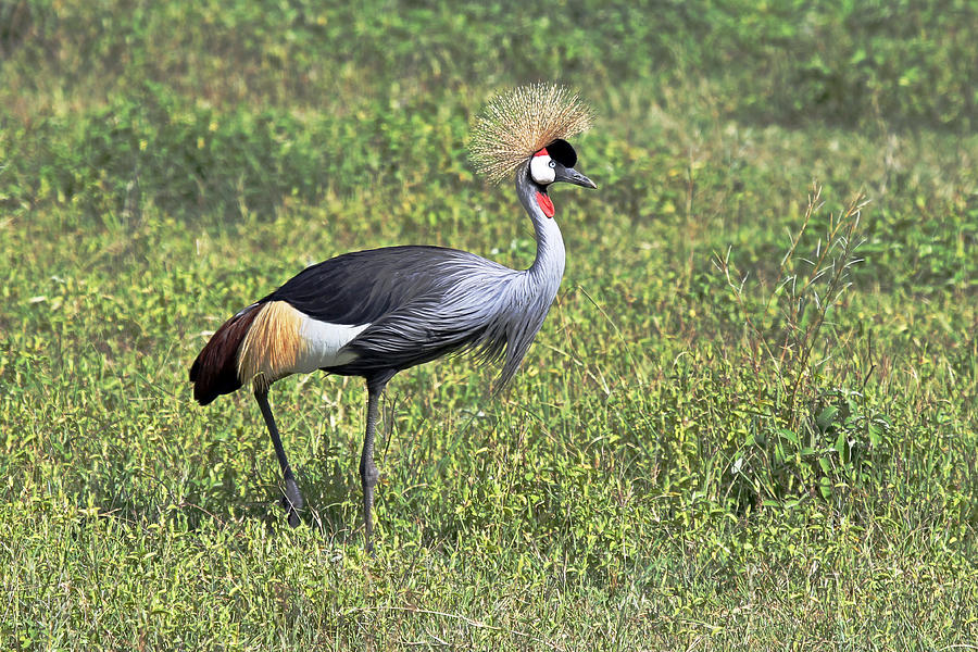 Grey Crowned Crane Photograph by Tony Murtagh