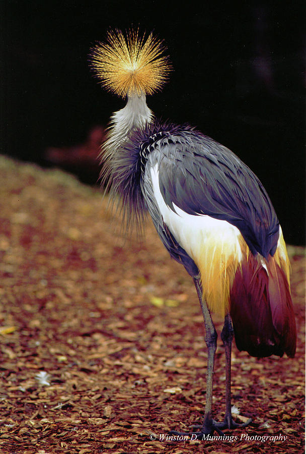 Grey Crowned Crane Photograph by Winston D Munnings