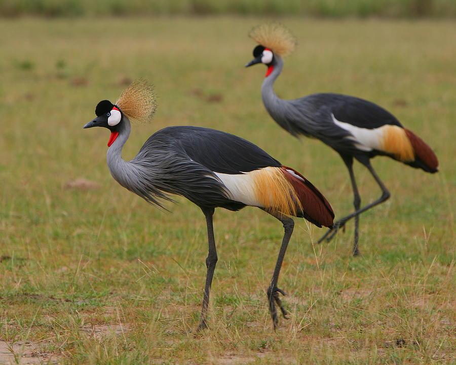 Grey Crowned Cranes Photograph by Bruce J Robinson