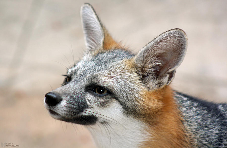 grey fox sounds