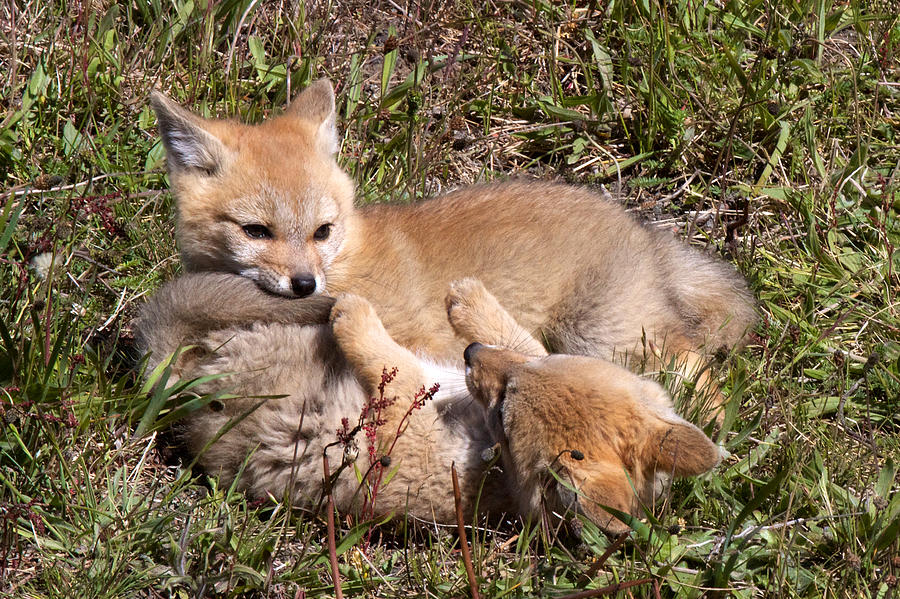 Grey Fox Kitts At Play Photograph by David Beebe