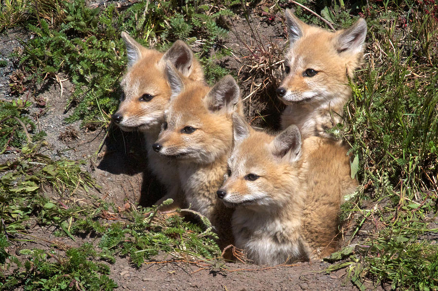 Grey Foxes At Den Photograph by David Beebe