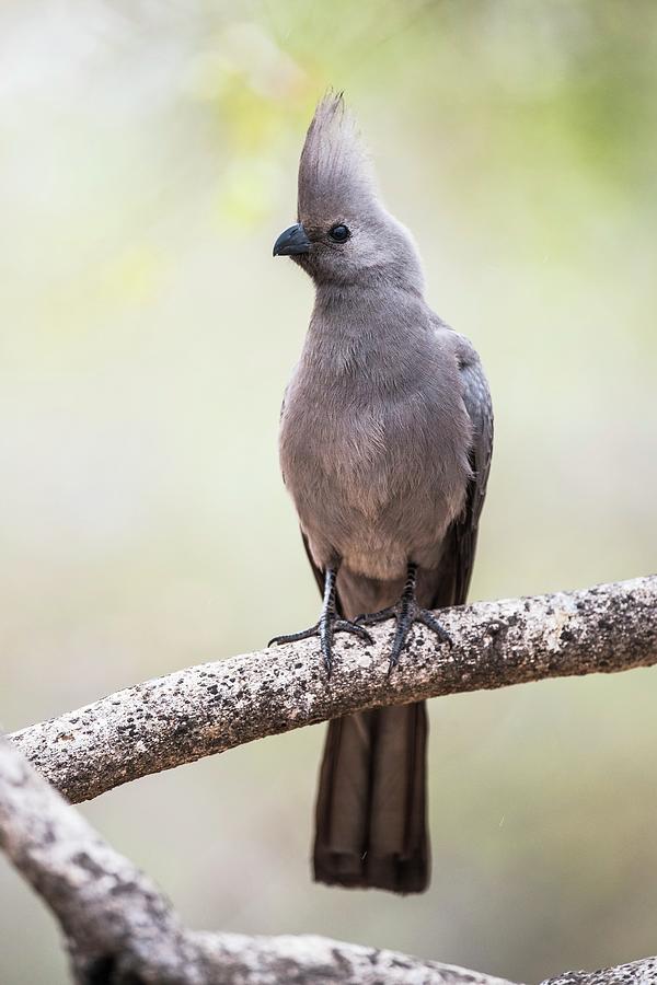 Grey Go-away Bird Photograph by Peter Chadwick/science Photo Library