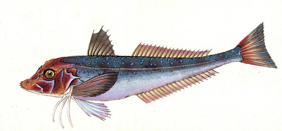 Grey Gurnard, Trigla Gurnardus, British Fishes Drawing by Artokoloro ...