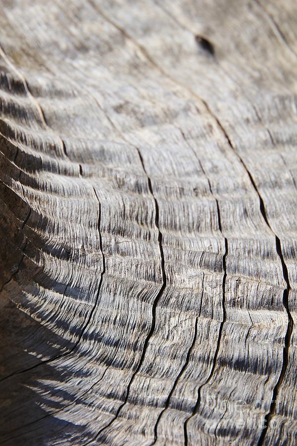 Nature Photograph - Grey Hardwood Texture and Curve by Andries Alberts