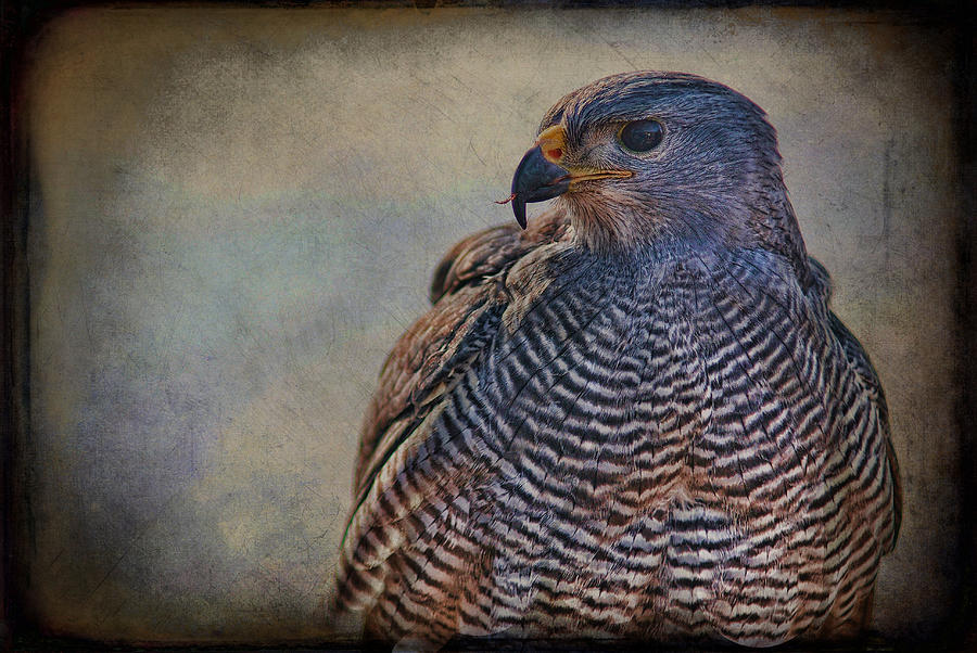 Bird Photograph - Grey Hawk by Barbara Manis