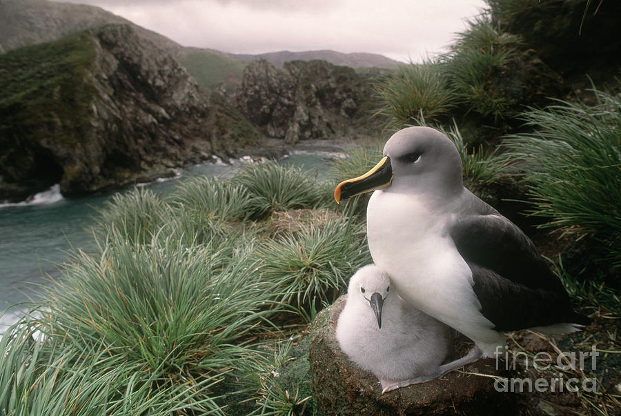 Grey-headed Albatross And Chick Photograph by Art Wolfe
