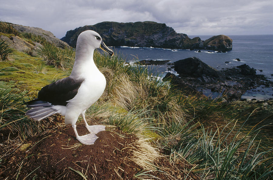 Grey-headed Albatross At Nest Chile Photograph by Tui De Roy