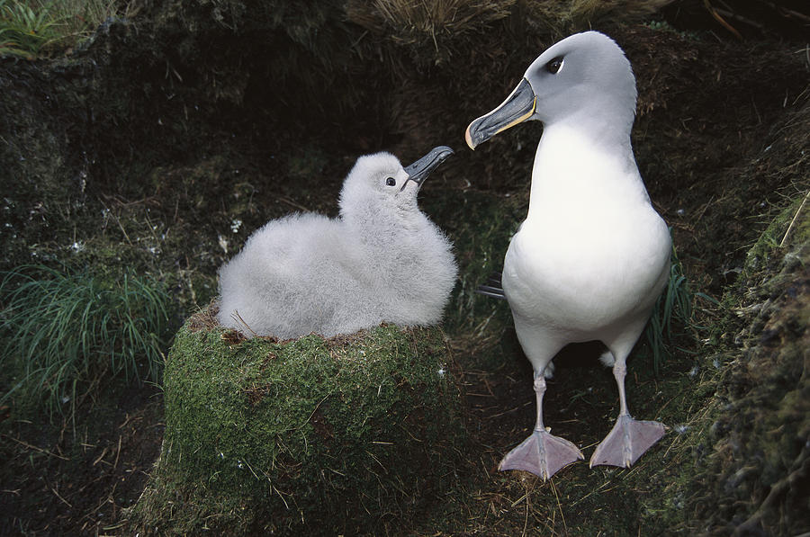 Grey-headed Albatross Greeting Chick Photograph by Tui De Roy