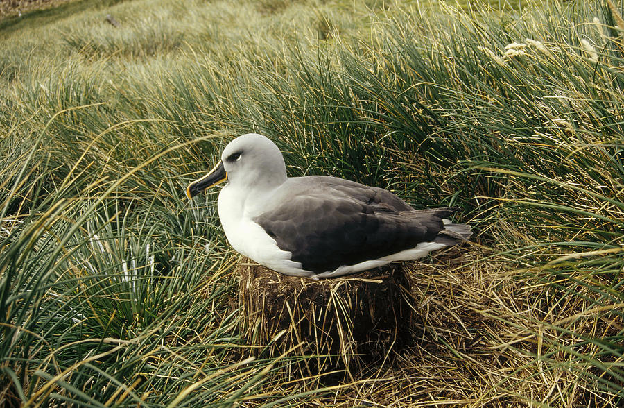 Grey-headed Albatross Nesting Chile Photograph by Tui De Roy
