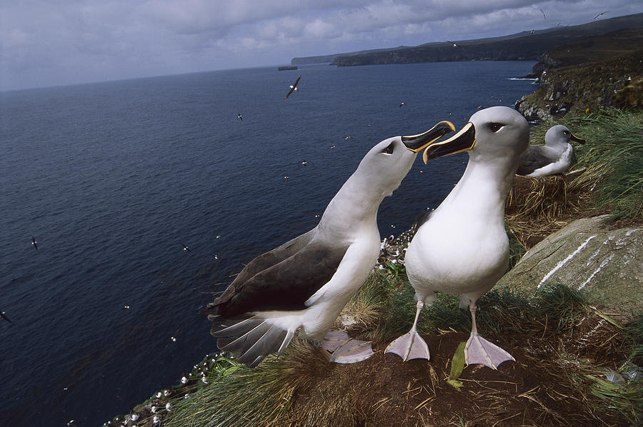 Grey-headed Albatrosses At Nest Site Photograph by Tui De Roy