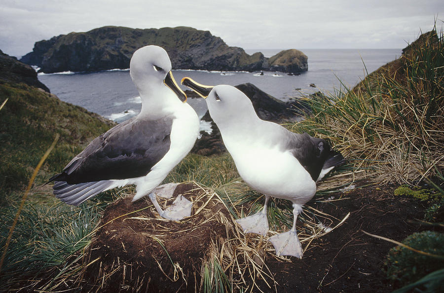 Grey-headed Albatrosses Courting Photograph by Tui De Roy