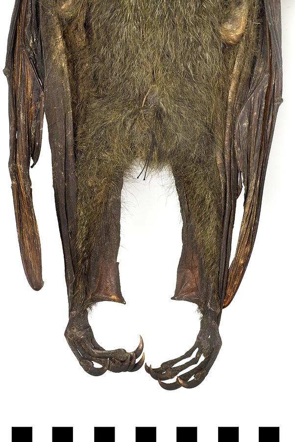 Grey-headed Flying Fox Photograph by Natural History Museum, London/science Photo Library