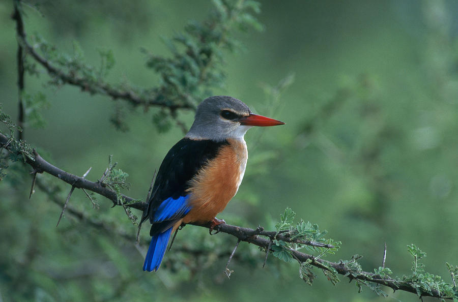 Grey-headed Kingfisher Photograph by Thomas And Pat Leeson