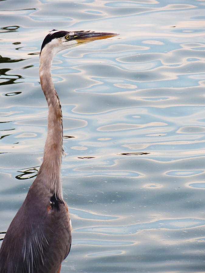 Grey Heron By The Bay Photograph by Shawna Rowe