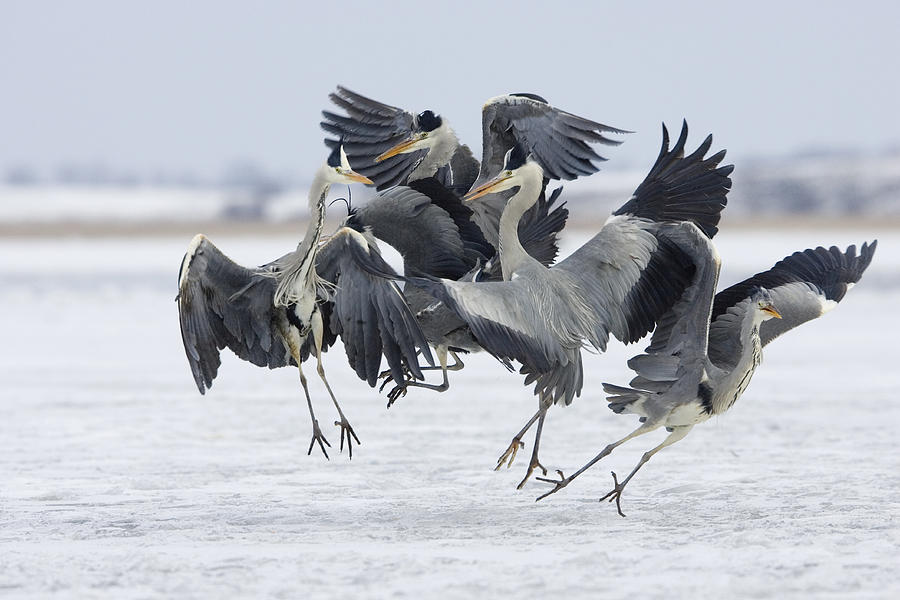 Grey Heron Group Fighting Germany Photograph by Konrad Wothe