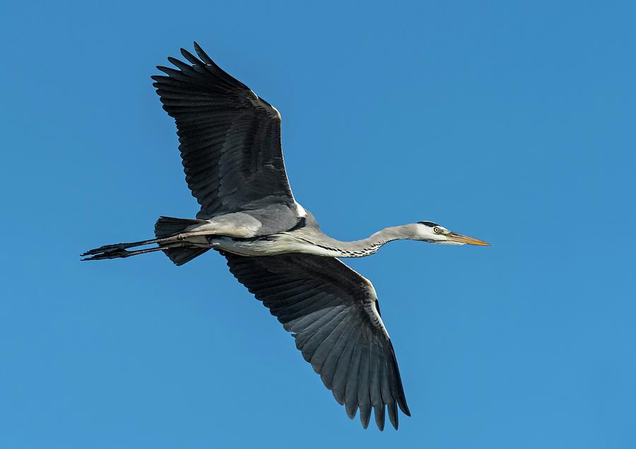 Grey Heron In Flight Photograph by Tony Camacho - Fine Art America