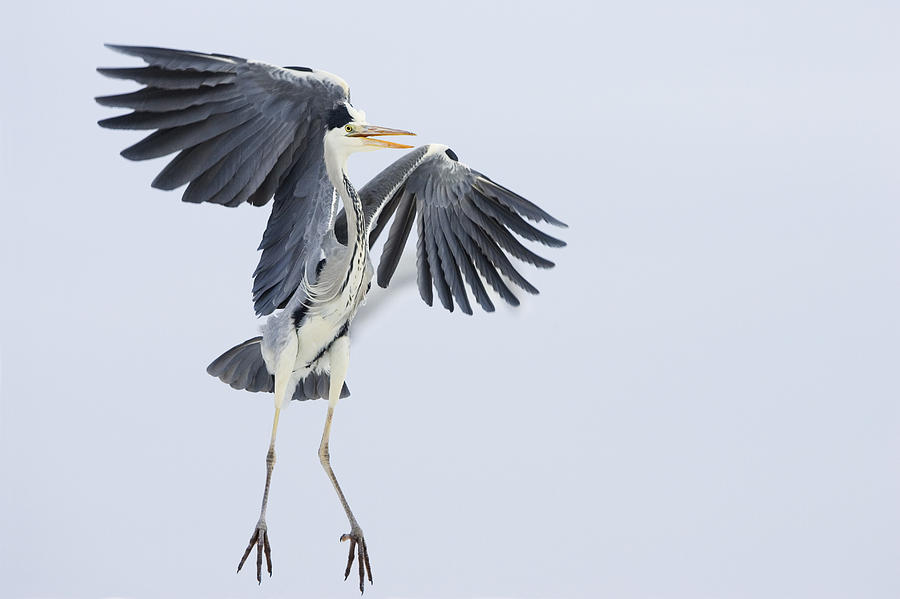 Animal Photograph - Grey Heron Landing Germany by Konrad Wothe