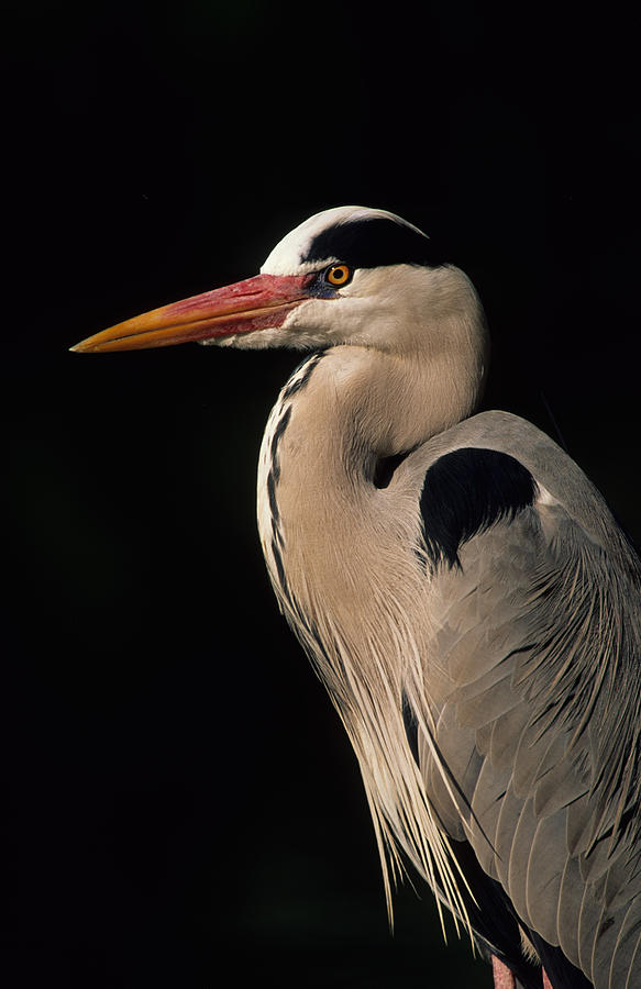 Grey Heron Photograph by Nigel Dennis