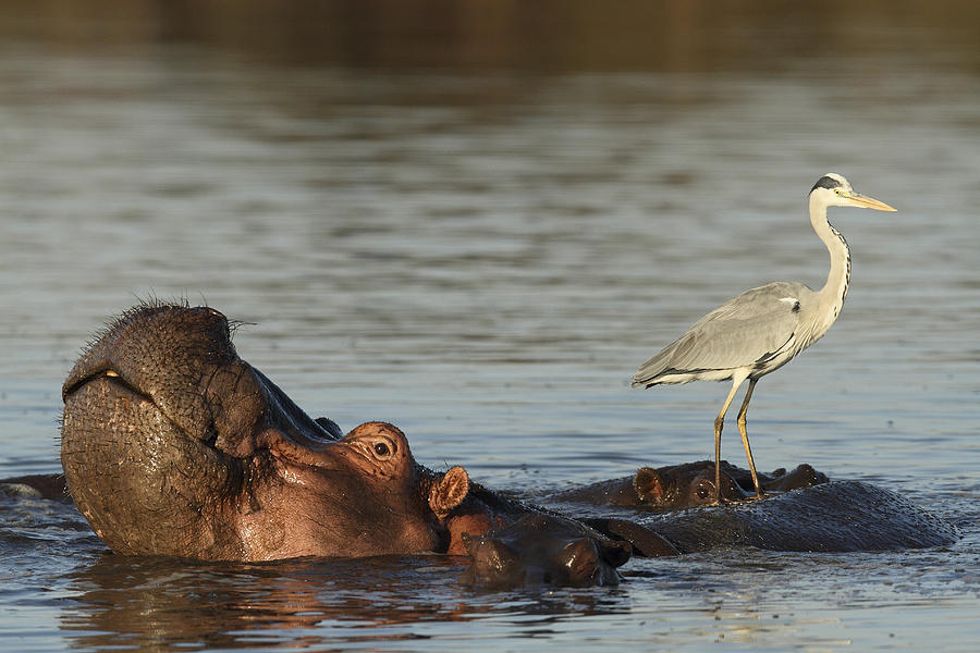 Grey Heron On Hippopotamus Kruger Np Photograph by Perry de Graaf