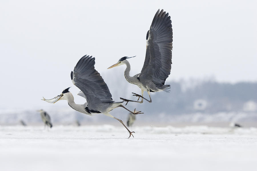 Animal Photograph - Grey Heron Pair Fighting Over Fish by Konrad Wothe