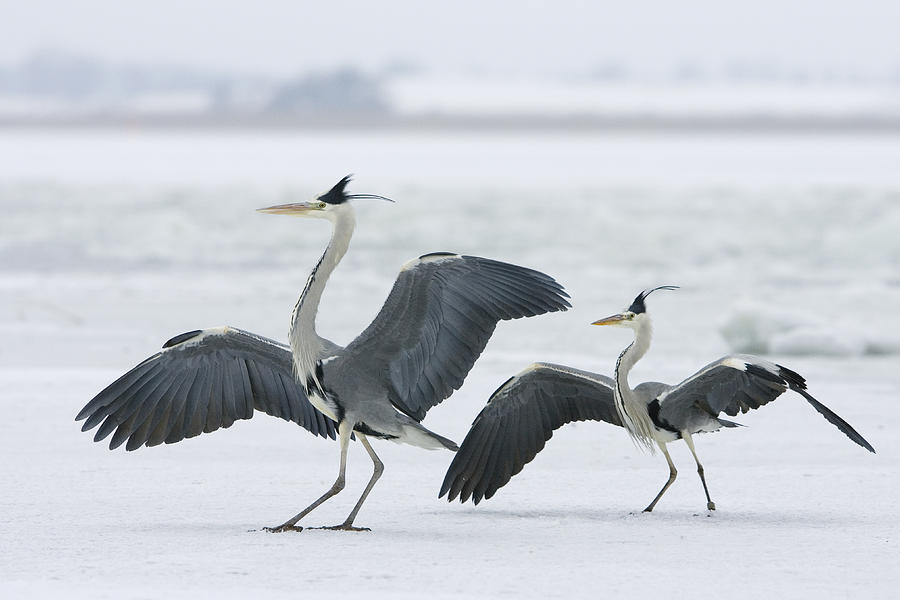 Animal Photograph - Grey Heron Pair In Winter Germany by Konrad Wothe