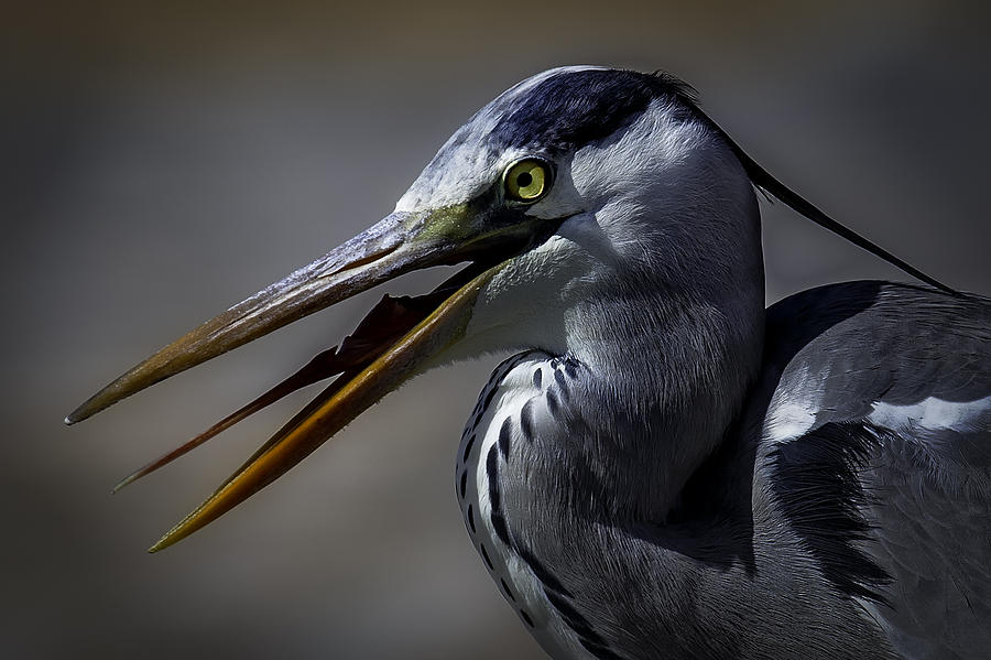 Grey Heron Profile with open beak Photograph by Wild Artistic