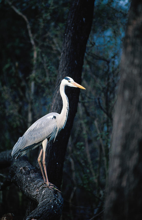 Grey Heron Standing On Branch Photograph by Dennis Jones Grey Heron Standing On Branch Photograph by Dennis Jones