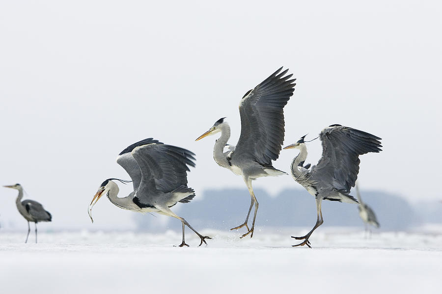 Grey Heron Trio Fighting Over Fish Photograph by Konrad Wothe