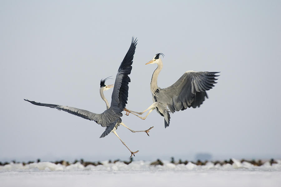 Grey Herons Fighting Germany Photograph by Konrad Wothe