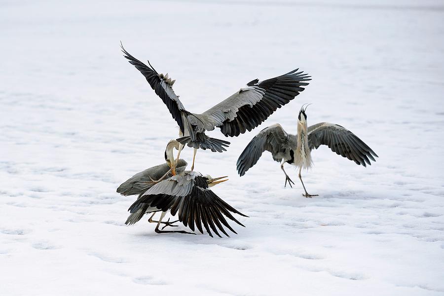 Grey Herons Fighting Over A Fish Photograph by Bildagentur-online/mcphoto-schulz