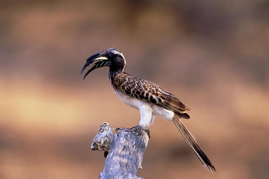 Hornbill Photograph - Grey Hornbill by Tony Camacho/science Photo Library