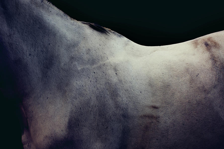 Grey Horse Fine Art Photograph by Luca Sage