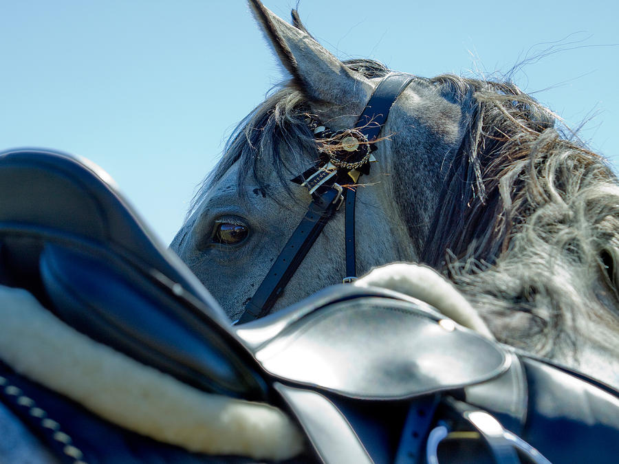 Horse Photograph - Grey in Blue by Michelle Wrighton