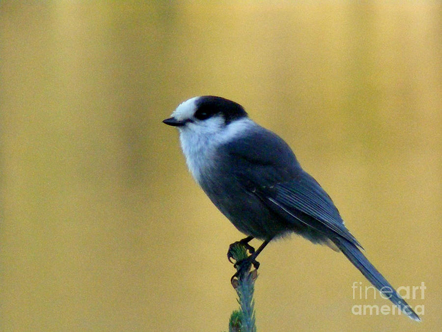 Grey Jay  Photograph by Barbara A Griffin