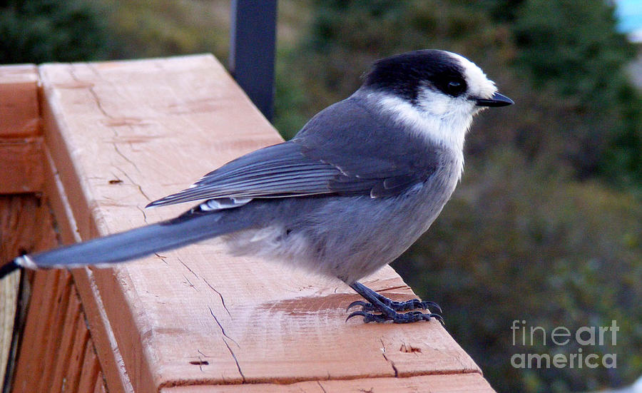 Grey Jay on a Rail Photograph by Barbara A Griffin