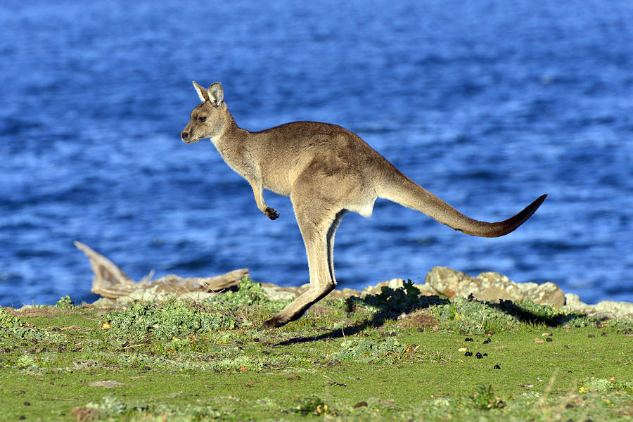 Grey Kangaroo Hopping  Maria Isl Photograph by D. Parer & E. Parer-Cook