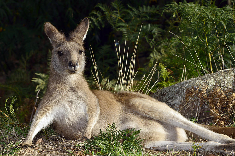 Grey Kangaroo Reclining Tasmania Photograph by D. Parer & E. Parer-Cook