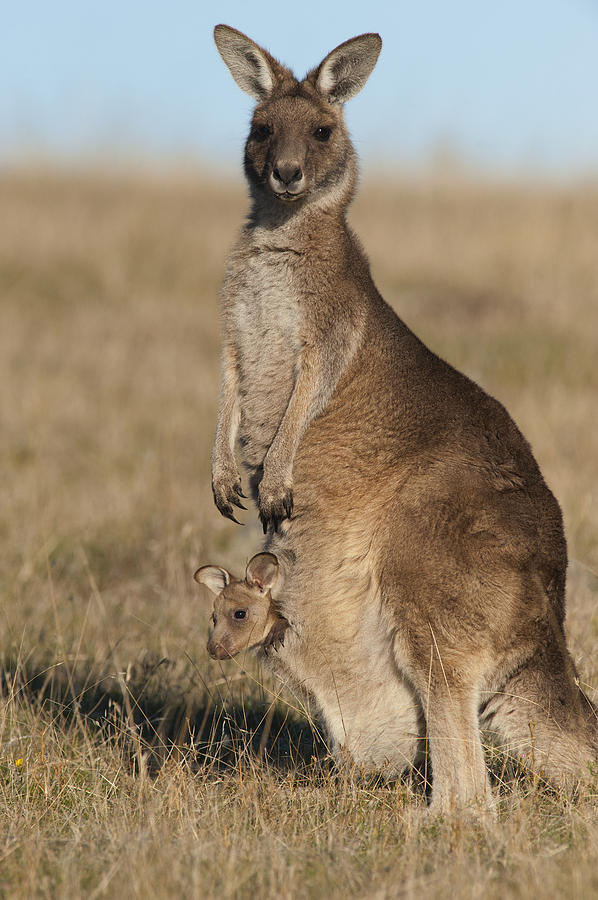 Grey Kangaroo With Joey Maria Isl Photograph by D. Parer & E. Parer-Cook