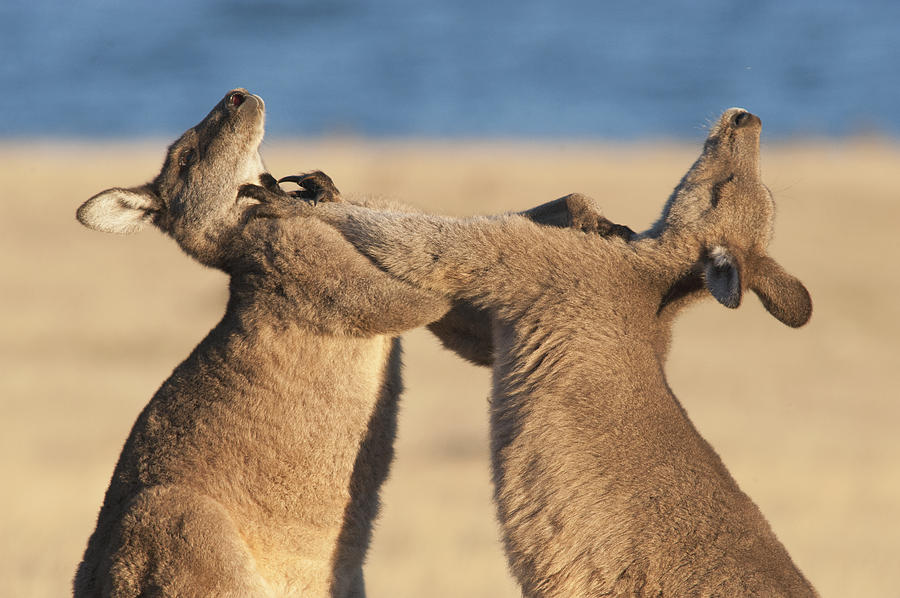 Grey Kangaroos Fighting Maria Island Photograph by D. Parer & E. Parer-Cook