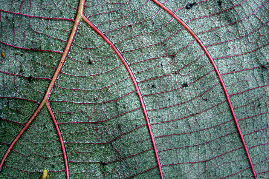 Grey Leaf with Purple Veins 2 Photograph by Jennifer Bright Burr