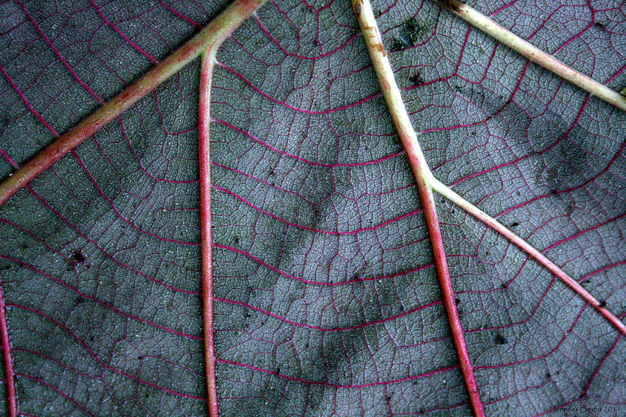 Grey Leaf with Purple Veins Photograph by Jennifer Bright Burr